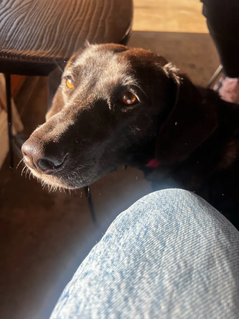 Kona resting her chin nearby, warm brown eyes catching the light